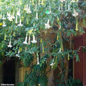 Brugmansia arborea - Tromba d'angelo