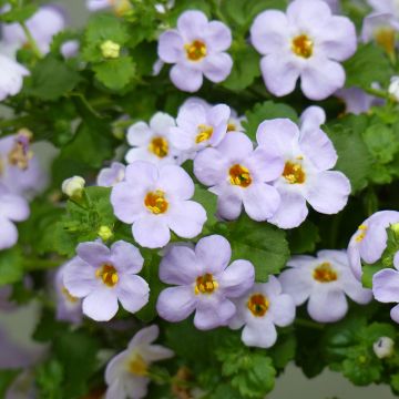 Bacopa Scopia Gulliver Blue Sensation