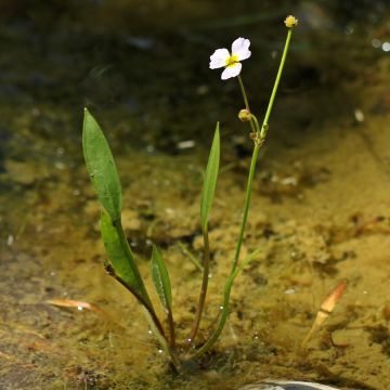 Baldellia ranunculoides - Mestolaccia ranuncoloide