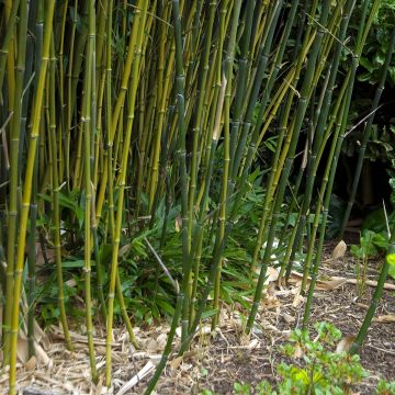 Phyllostachys bissetii - Bambù