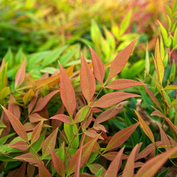 Nandina domestica Magical Sunrise