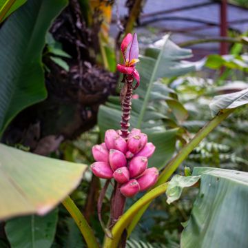 Musa velutina - Banano rosa