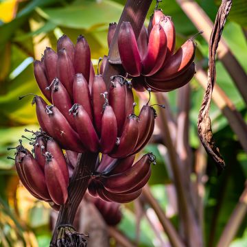 Musa acuminata Red Dacca - Banana plátano nano