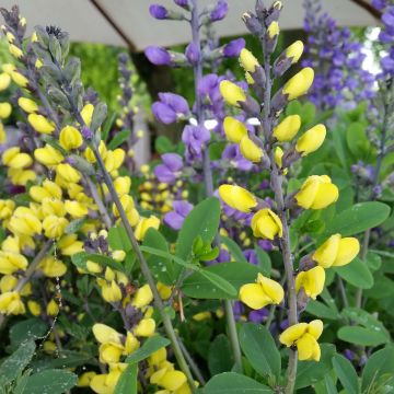 Baptisia Decadence Lemon Meringue - Indaco falso