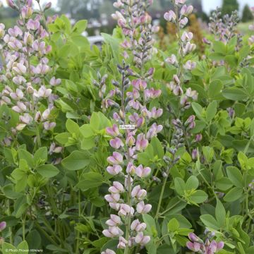 Baptisia Decadence Pink Truffles - Indaco falso