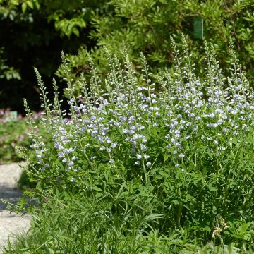 Baptisia Starlite Prairieblues - Indaco falso