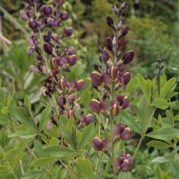 Baptisia Twilight Prairie Blues - Indaco falso