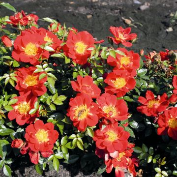 Rosa polyantha Bee's Paradise Light Red