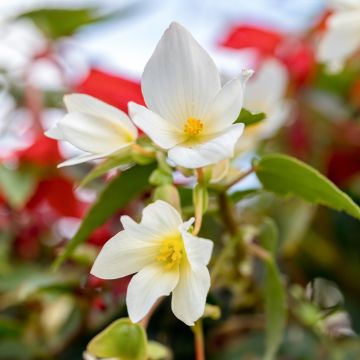 Begonia boliviensis Santa Barbara