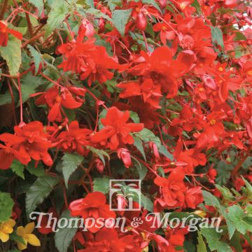 Begonia Chanson Deep Red F1