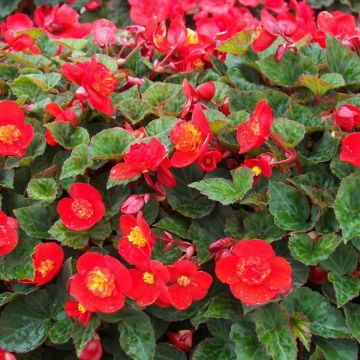 Begonia multiflora Flamboyant