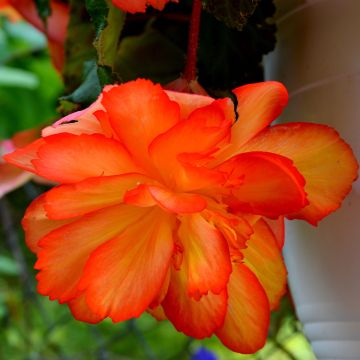 Begonia Non-Stop Orange F1