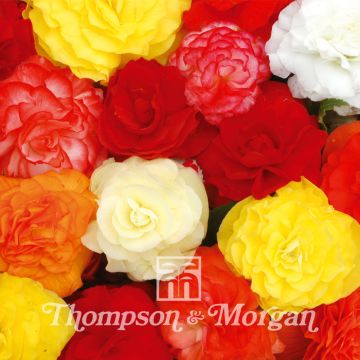 Begonia Non-Stop Mixed F1