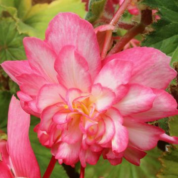 Begonia pendula Tuberhybrida Pink Balcony