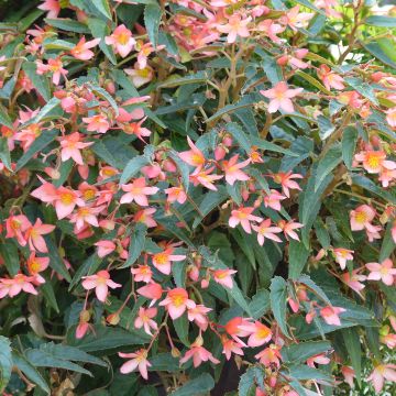 Begonia Summerwings Pink Elegance