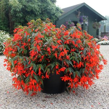 Begonia boliviensis Santa Cruz Orange