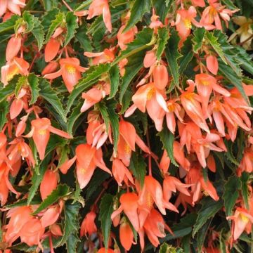 Begonia boliviensis Summerwings Apricot Improved