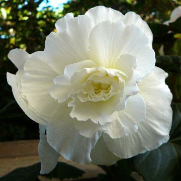 Begonia grandiflora Blanc