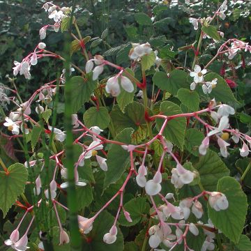 Begonia grandis subsp. evansiana var. alba