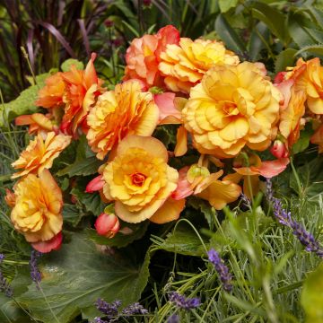 Begonia pendula Tuberhybrida Golden Balcony