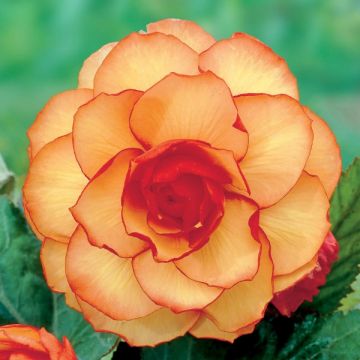 Begonia grandiflora Picotee jaune rouge