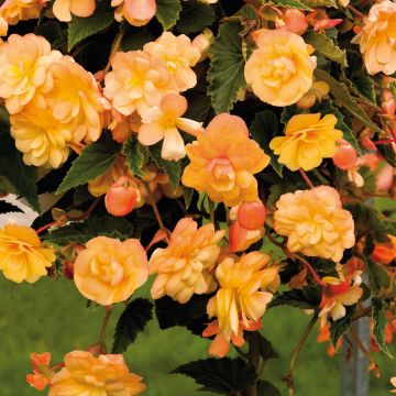 Begonia pendula Illumination Tons Abricots