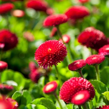 Bellis perennis Roode - Pratolina comune