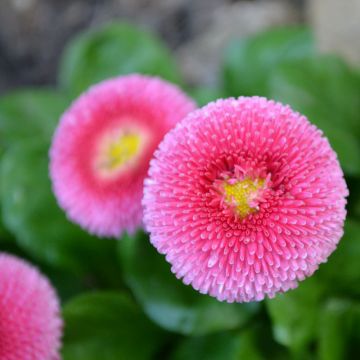 Bellis perennis Roze - Pratolina comune