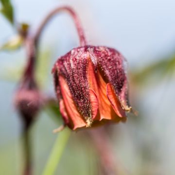 Geum rivale - Cariofillata dei rivi