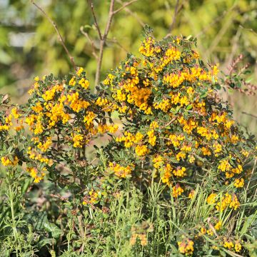 Berberis darwinii Compacta - Crespino di Darwin