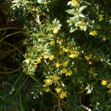 Berberis frikartii Amstelveen - Crespino