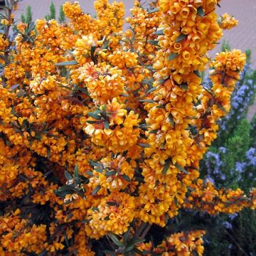 Berberis linearifolia Orange King - Crespino