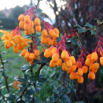 Berberis lologensis Apricot Queen - Crespino