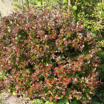 Berberis media Red Jewel - Crespino