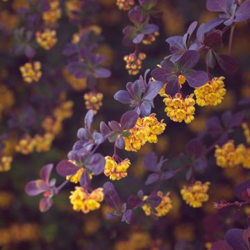 Berberis ottawensis Auricoma - Crespino