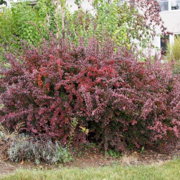 Berberis thunbergii