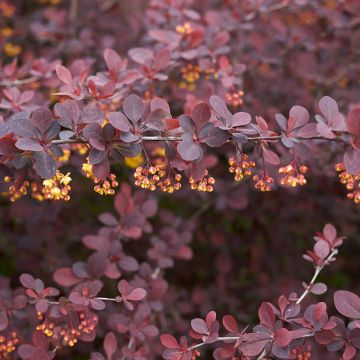 Berberis thunbergii Atropurpurea - Crespino Porpora Giapponese