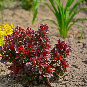 Berberis thunbergii Atropurpurea Nana - Crespino Porpora Giapponese Nano