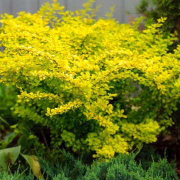 Berberis thunbergii Aurea - Crespino giapponese