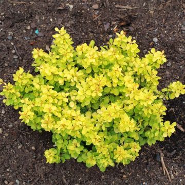 Berberis thunbergii Bonanza Gold - Crespino giapponese