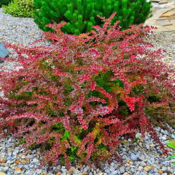 Berberis thunbergii Golden Ring - Crespino giapponese