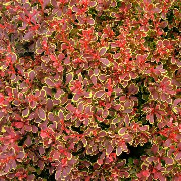 Berberis thunbergii Golden Ruby - Crespino giapponese