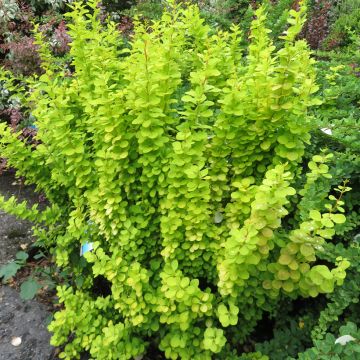 Berberis thunbergii Golden Torch - Crespino giapponese