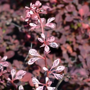 Berberis thunbergii Harlequin - Crespino giapponese