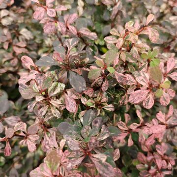 Berberis thunbergii Inspiration - Crespino giapponese