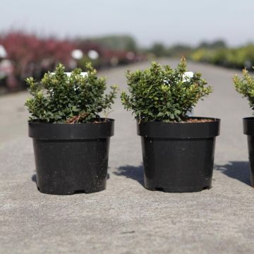 Berberis thunbergii Kobold - Crespino giapponese