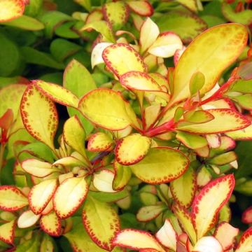 Berberis thunbergii Limoncello - Crespino giapponese