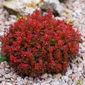 Berberis thunbergii Lutin Rouge - Crespino giapponese