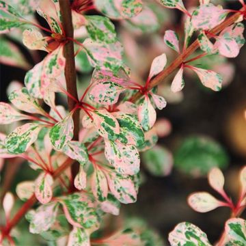 Berberis thunbergii Natasza - Crespino giapponese