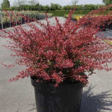 Berberis thunbergii Orange Dream - Crespino giapponese